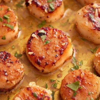 Overhead view of seared scallops with parsley and minced garlic on top in pan juices.
