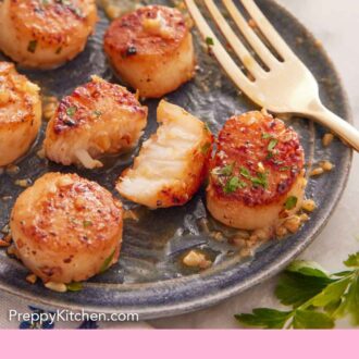 Pinterest graphic of a plate of seared scallops with one in the middle cut in half with a fork on the side.